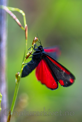 BB 13 0519 / Tyria jacobaeae / Karminspinner